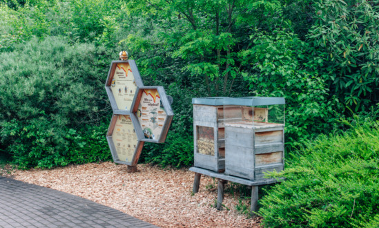 Bee Adventure Trail
